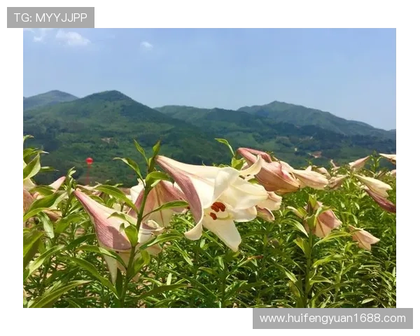 当屏幕亮起,生活的万千色彩随之绽放——电视剧的魅力之旅 当屏幕亮起,生活的万千色彩随之绽放——电视剧的魅力之旅