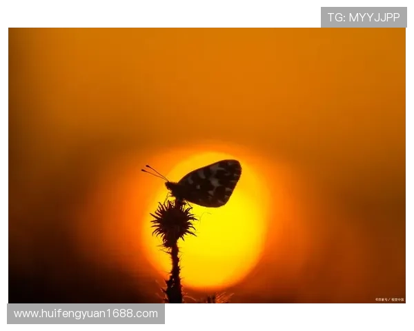 黎明破晓，点亮荧屏：一部关于成长、蜕变与希望的史诗